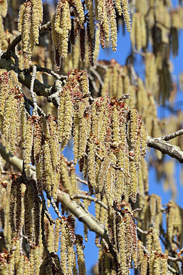 BUITEN BEELD Foto: 360449