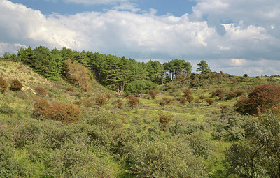 BUITEN BEELD Foto: 360467