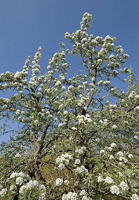 BUITEN BEELD Foto: 360519