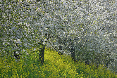 BUITEN BEELD Foto: 360565