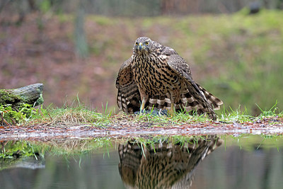 BUITEN BEELD Foto: 360622