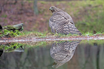 BUITEN BEELD Foto: 360626