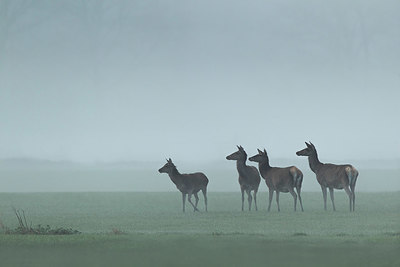 BUITEN BEELD Foto: 360664