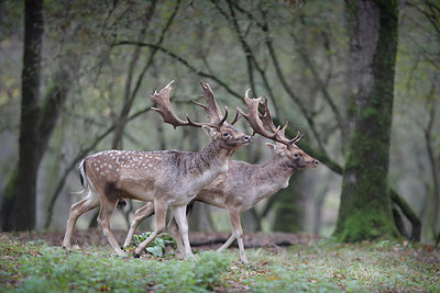 BUITEN BEELD Foto: 360669