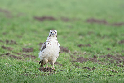 BUITEN BEELD Foto: 360691