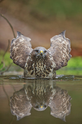 BUITEN BEELD Foto: 360693