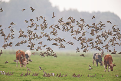 BUITEN BEELD Foto: 360715