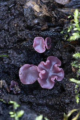 BUITEN BEELD Foto: 360785