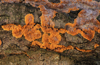 BUITEN BEELD Foto: 360791