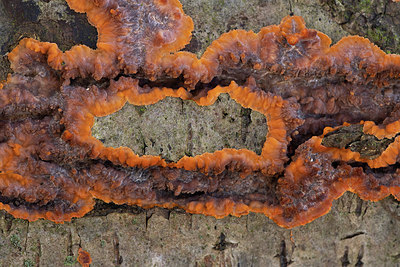 BUITEN BEELD Foto: 360795