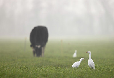 BUITEN BEELD Foto: 360832