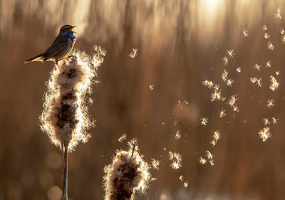 BUITEN BEELD Foto: 360947