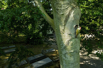 BUITEN BEELD Foto: 360954