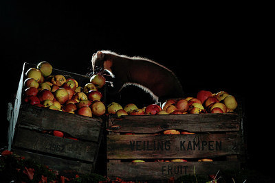 BUITEN BEELD Foto: 360958