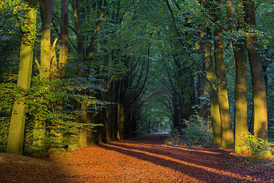 BUITEN BEELD Foto: 360966