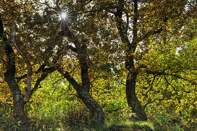 BUITEN BEELD Foto: 360976