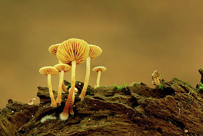 BUITEN BEELD Foto: 360994