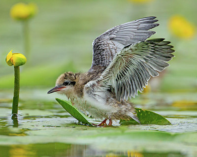 BUITEN BEELD Foto: 361037