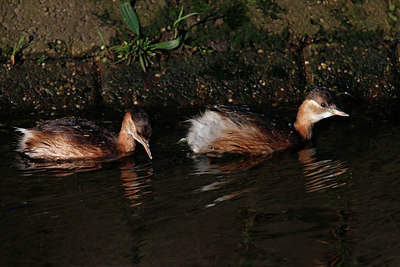 BUITEN BEELD Foto: 361072