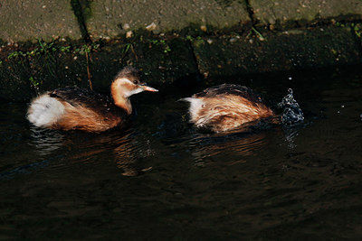 BUITEN BEELD Foto: 361073