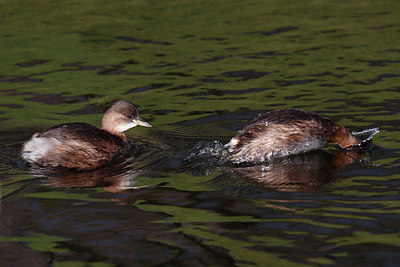 BUITEN BEELD Foto: 361074