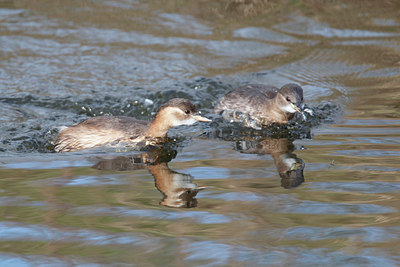 BUITEN BEELD Foto: 361075