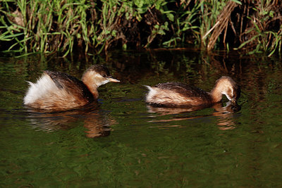 BUITEN BEELD Foto: 361076
