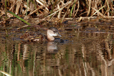 BUITEN BEELD Foto: 361080
