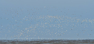 BUITEN BEELD Foto: 361100