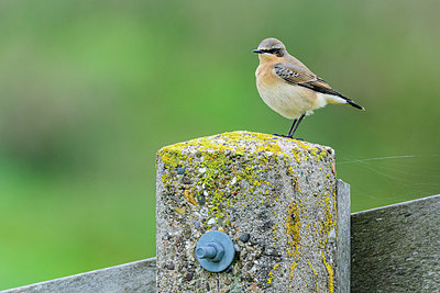 BUITEN BEELD Foto: 361101