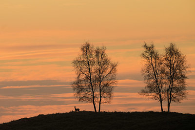 BUITEN BEELD Foto: 361131