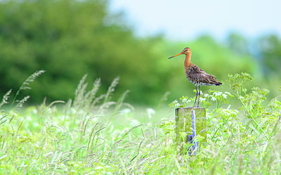 BUITEN BEELD Foto: 361151