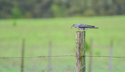 BUITEN BEELD Foto: 361155