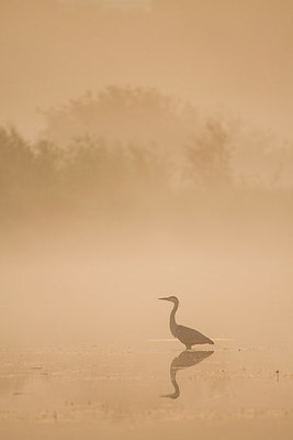 BUITEN BEELD Foto: 361156