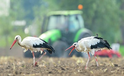 BUITEN BEELD Foto: 361161