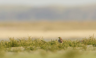 BUITEN BEELD Foto: 361163