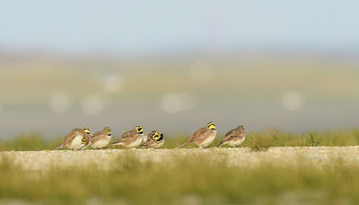 BUITEN BEELD Foto: 361165