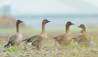 BUITEN BEELD Foto: 361167