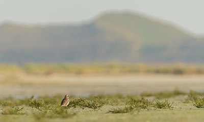 BUITEN BEELD Foto: 361168