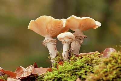 BUITEN BEELD Foto: 361205