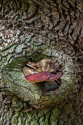 BUITEN BEELD Foto: 361266