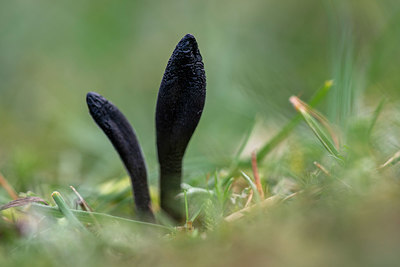 BUITEN BEELD Foto: 361269