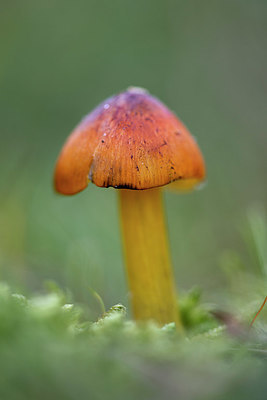 BUITEN BEELD Foto: 361272