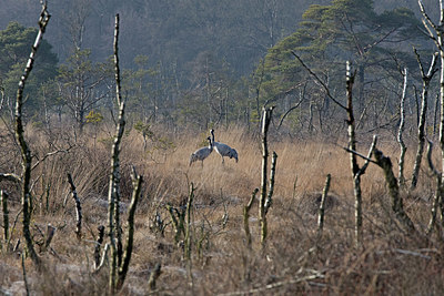 BUITEN BEELD Foto: 361276