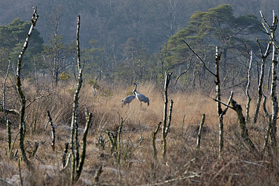 BUITEN BEELD Foto: 361277