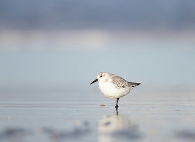 BUITEN BEELD Foto: 361357