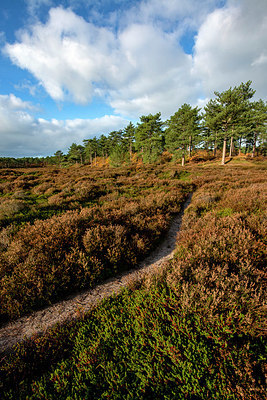 BUITEN BEELD Foto: 361418