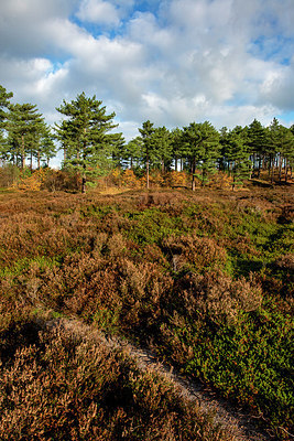 BUITEN BEELD Foto: 361419