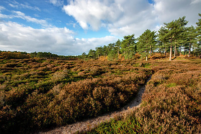 BUITEN BEELD Foto: 361421