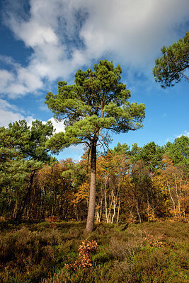 BUITEN BEELD Foto: 361452